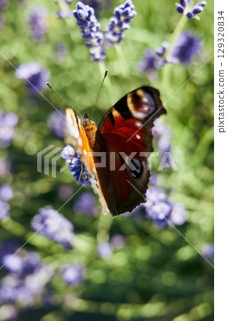 Butterfly is flying over a field of purple flowers. Vertical background. Wallpapers phone. Butterfly is flying over a field of purple flowers. Vertical background. Wallpapers phone. 129320834