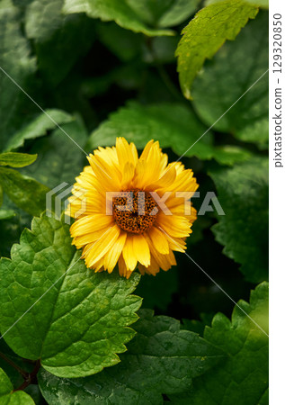 Yellow flower is in the foreground of a green leafy background 129320850