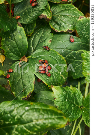 Bunch of bugs are on a leaf 129320852
