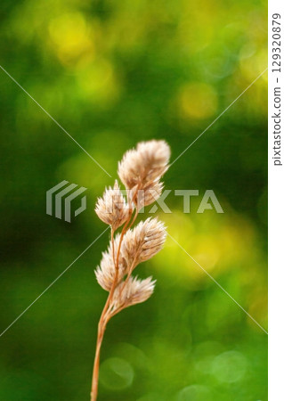 Single stem of a plant with a few leaves on it. Phone wallpaper. Vertical background. Single stem of a plant with a few leaves on it. Phone wallpaper. Vertical background. 129320879