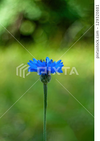 Single blue flower is standing tall in a green field. Phone wallpaper. Vertical background. 129320881