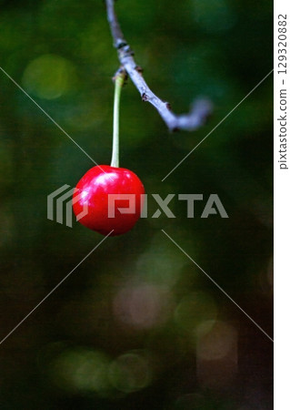 Cherry is hanging from a tree branch. Phone wallpaper. Vertical background. 129320882