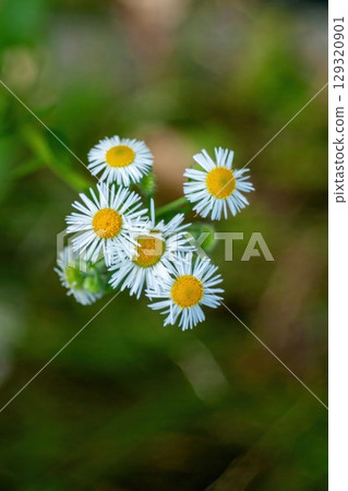 Bunch of white daisies with yellow centers. Minimalist wallpaper phone. Aesthetic wallpaper. 129320901