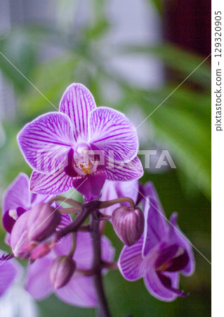 Purple and white orchid flower with a green stem. Vertical background, wallpapers, phone Purple and white orchid flower with a green stem. Vertical background, wallpapers, phone 129320905
