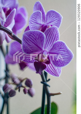 Purple and white orchid with a black stem. Vertical background, wallpapers, phone Purple and white orchid with a black stem. Vertical background, wallpapers, phone 129320906