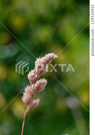 Single stalk of grass with a blurry background. Wallpapers vertical. Background vertical. 129320915