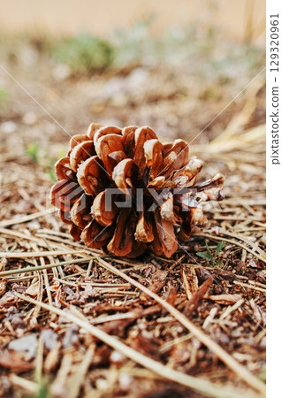 Pine cone is sitting on the ground. Vertical background. Wallpapers phone. Pine cone is sitting on the ground. Vertical background. Wallpapers phone. 129320961