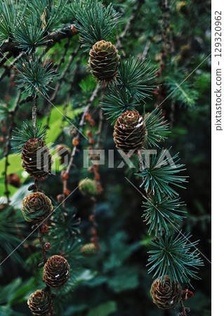 Cluster of pine needles with cones hanging from them. Vertical background. Wallpapers phone. Cluster of pine needles with cones hanging from them. Vertical background. Wallpapers phone. 129320962