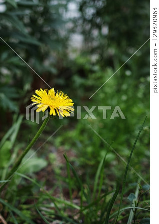 Yellow flower is in the foreground of a green field. Vertical background. Wallpapers phone. Yellow flower is in the foreground of a green field. Vertical background. Wallpapers phone. 129320963