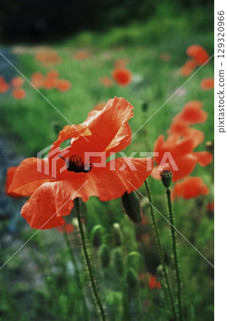 Field of red flowers with green grass. Vertical background. Wallpapers phone. Field of red flowers with green grass. Vertical background. Wallpapers phone. 129320966