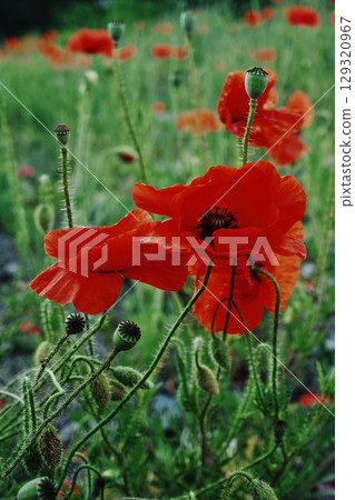 Field of red poppies with green grass in the background. Vertical background. Wallpapers phone. Field of red poppies with green grass in the background. Vertical background. Wallpapers phone. 129320967