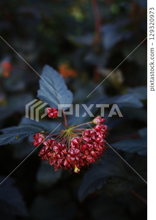 Close up of a red flower with a dark background. Vertical background. Wallpapers phone. Close up of a red flower with a dark background. Vertical background. Wallpapers phone. 129320973