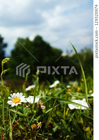Field of grass with a white flower in the foreground. Vertical background. Wallpapers phone. Field of grass with a white flower in the foreground. Vertical background. Wallpapers phone. 129320974