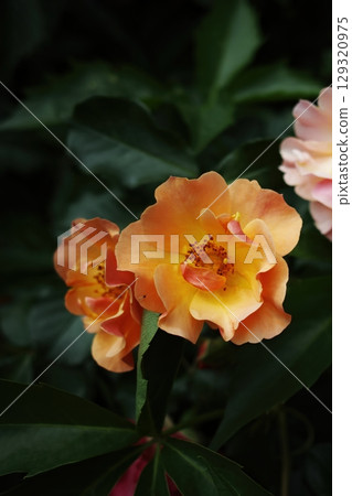 Flower with a yellow center and orange petals. Vertical background. Wallpapers phone. Flower with a yellow center and orange petals. Vertical background. Wallpapers phone. 129320975