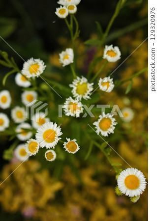Bunch of white flowers with yellow centers. Vertical background. Wallpapers phone. Bunch of white flowers with yellow centers. Vertical background. Wallpapers phone. 129320976