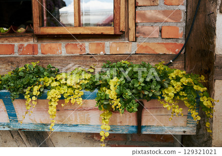 Window sill with a blue and white wooden box that has a bunch of plants in it 129321021