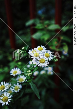 Bunch of white flowers with yellow centers. Vertical phone wallpaper Bunch of white flowers with yellow centers. Vertical phone wallpaper 129321069