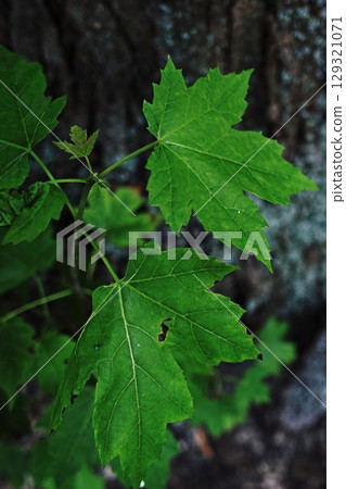 Leafy green plant with a brown spot on it. Vertical phone wallpaper 129321071