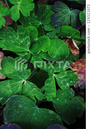 Close up of green leaves with brown spots. Vertical phone wallpaper Close up of green leaves with brown spots. Vertical phone wallpaper 129321072