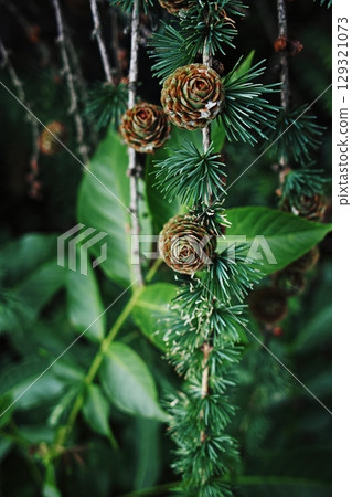Close up of a tree with green leaves and brown cones. Vertical phone wallpaper Close up of a tree with green leaves and brown cones. Vertical phone wallpaper 129321073