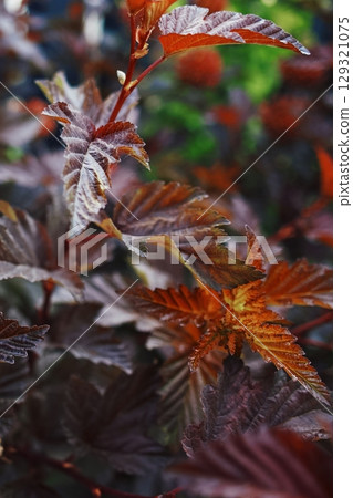 Close up of a leafy plant with a brownish hue. Vertical phone wallpaper 129321075