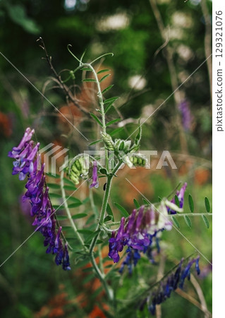 Purple flower with green leaves is in a field. Vertical phone wallpaper 129321076