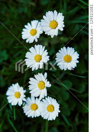 Bunch of white daisies are in a field of green grass. Vertical phone wallpaper Bunch of white daisies are in a field of green grass. Vertical phone wallpaper 129321081