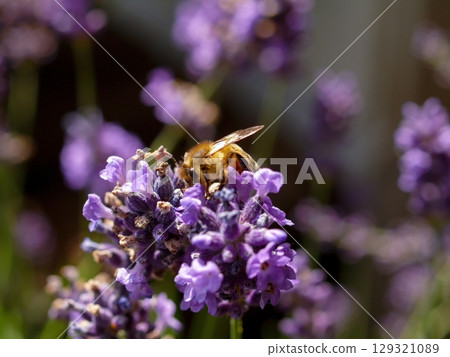 Bee is sitting on a purple flower 129321089