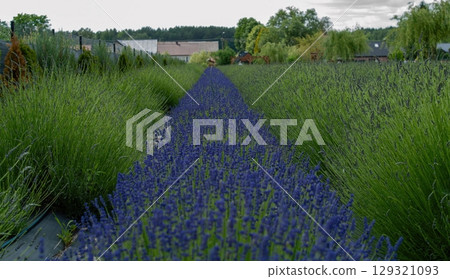 Row of lavender plants are lined up in a field 129321093