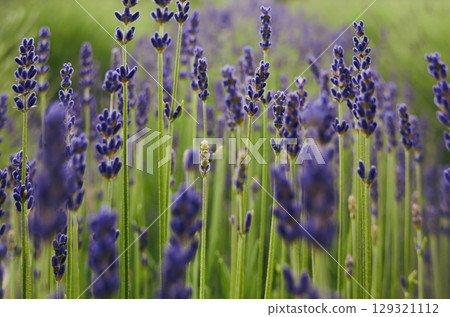 Field of lavender flowers with a few bees in the middle Field of lavender flowers with a few bees in the middle 129321112