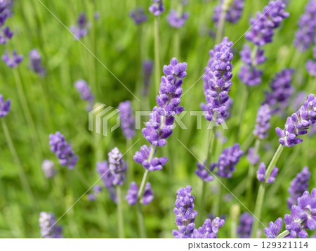 Bunch of purple flowers with green leaves Bunch of purple flowers with green leaves 129321114