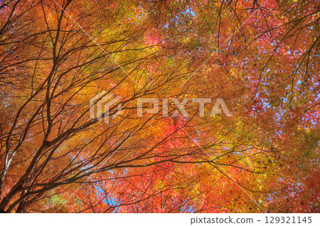 Mt. Mitake in autumn, surrounded by autumn leaves 129321145