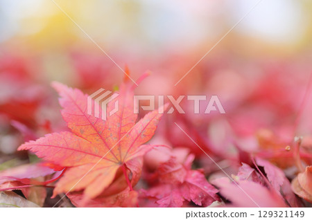 Autumn leaves decorating the ground 129321149