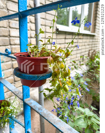 Flower pot on balcony close-up 129321229