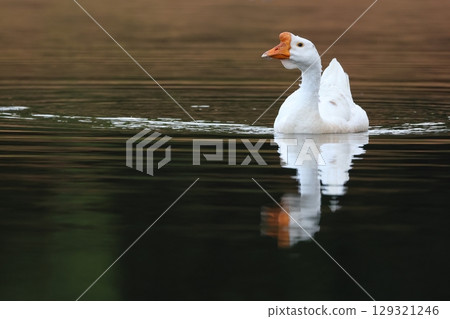 池塘裡游泳的鵝 129321246