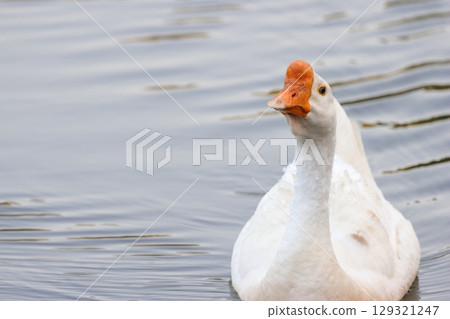 池塘裡游泳的鵝 池塘裡游泳的鵝 129321247