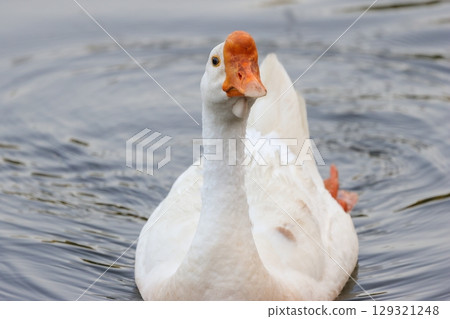 池塘裡游泳的鵝 129321248