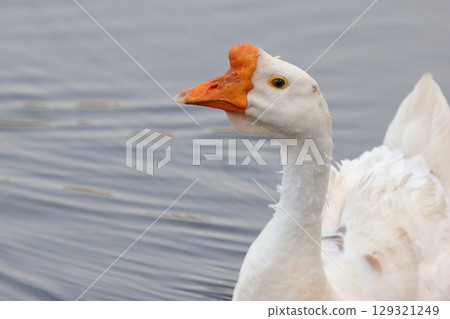 池塘裡游泳的鵝 129321249