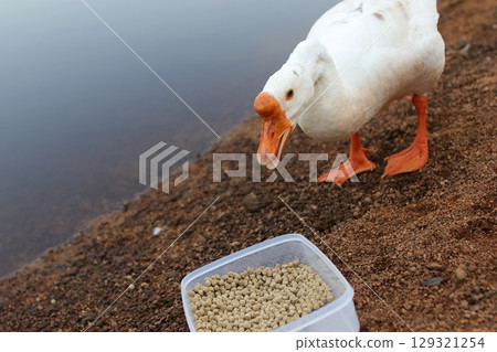 Geese eating food 129321254