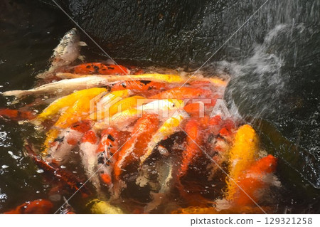 fancy carp fish swimming and playing waterfall in pond fancy carp fish swimming and playing waterfall in pond 129321258