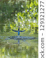翠鳥跳出水面 129321277