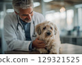 Veterinarian examining a cute dog with care and affection during a checkup appointment at a clinic 129321525