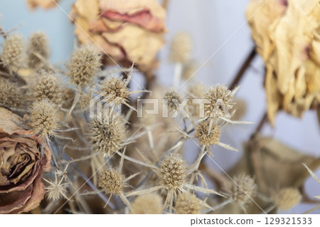 The dry thorny weed with roses. Dry thorny from thistle. Background from dead flowers 129321533