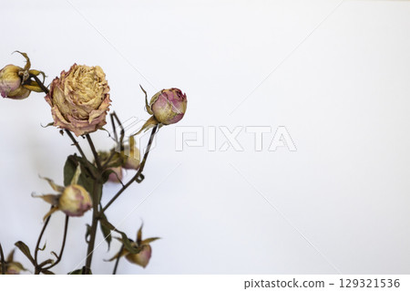 Dry flowers, roses. Background from dead flowers. Sad and nostalgic photo 129321536