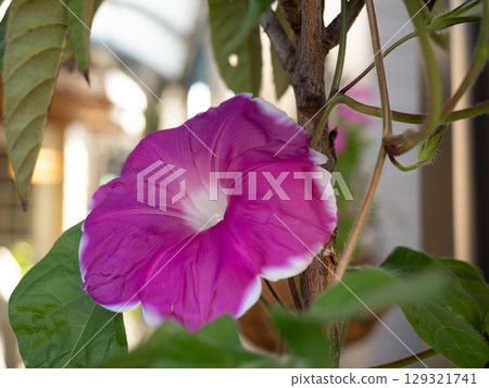 Vibrant morning glories in the early morning 129321741