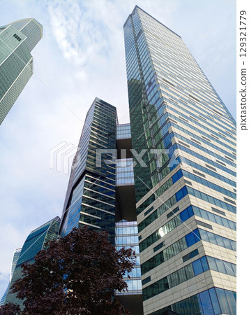 tree with purple foliage on background modern skyscrapers in city 129321779