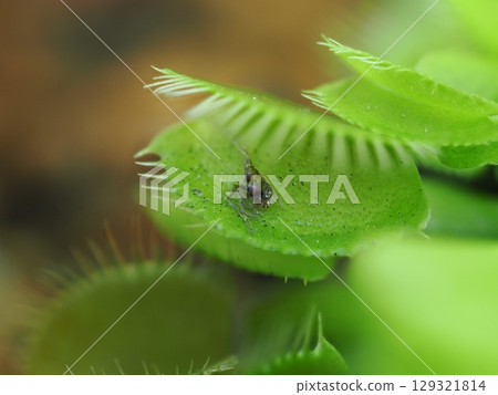 I got caught by a carnivorous plant, the Venus flytrap... I got caught by a carnivorous plant, the Venus flytrap... 129321814