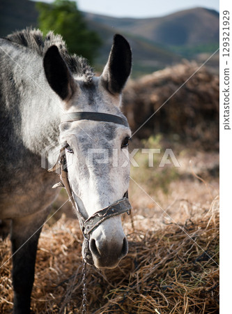 Large gray donkey Large gray donkey 129321929