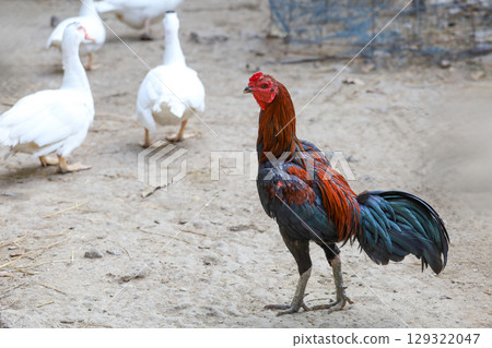 The fighting cock in goose farm 129322047
