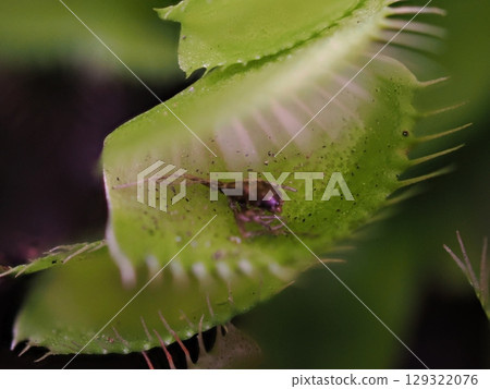 I got caught by a carnivorous plant, the Venus flytrap... I got caught by a carnivorous plant, the Venus flytrap... 129322076
